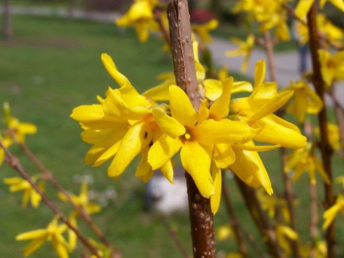 Klip de forårsblomstrende buske