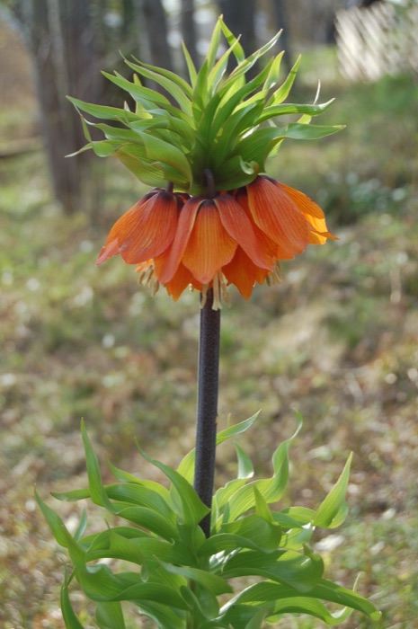 Kejserkrone