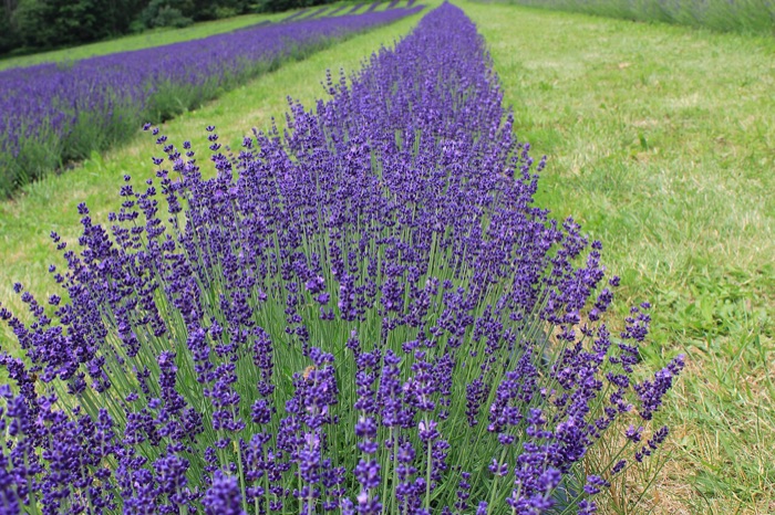 Klip lavendlen let efter blomstring