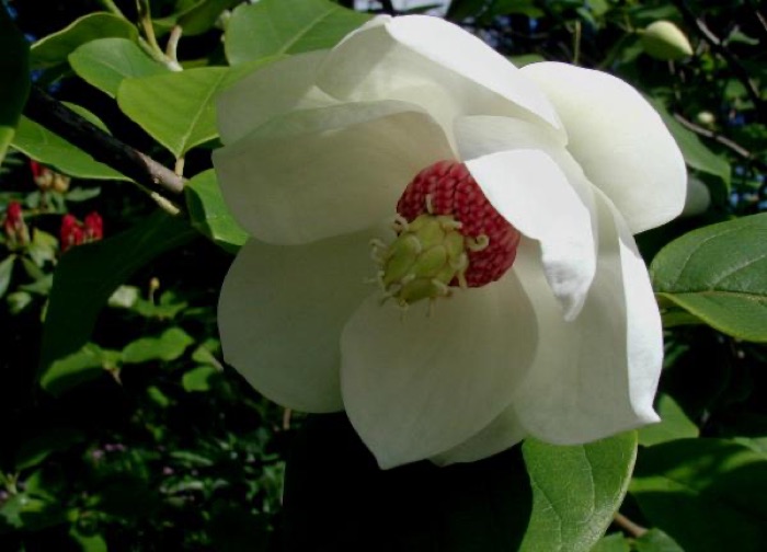 Magnolie