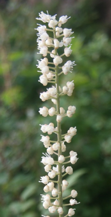 Sølvlys