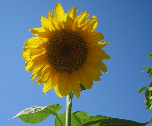 Forkultivér sommerblomster