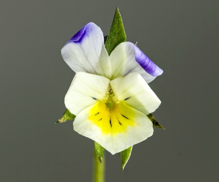 Udplant sommerblomster efter sidste frost