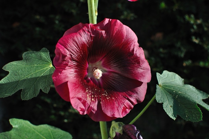 Stokrose