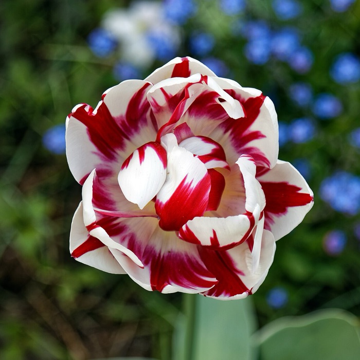 Læg tulipanløg