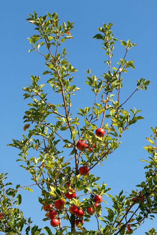 Sommerbeskær frugttræerne