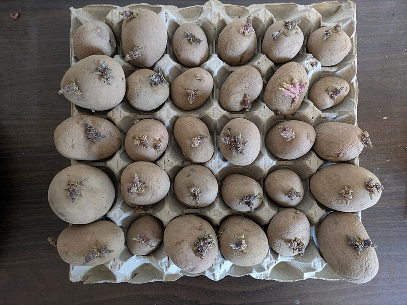 Forspir læggekartofler