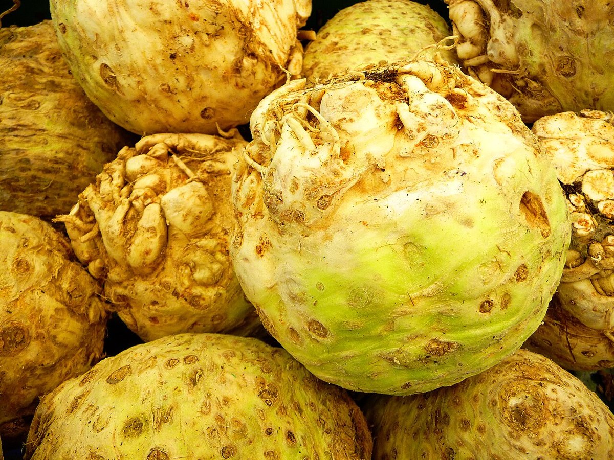 Knoldselleri